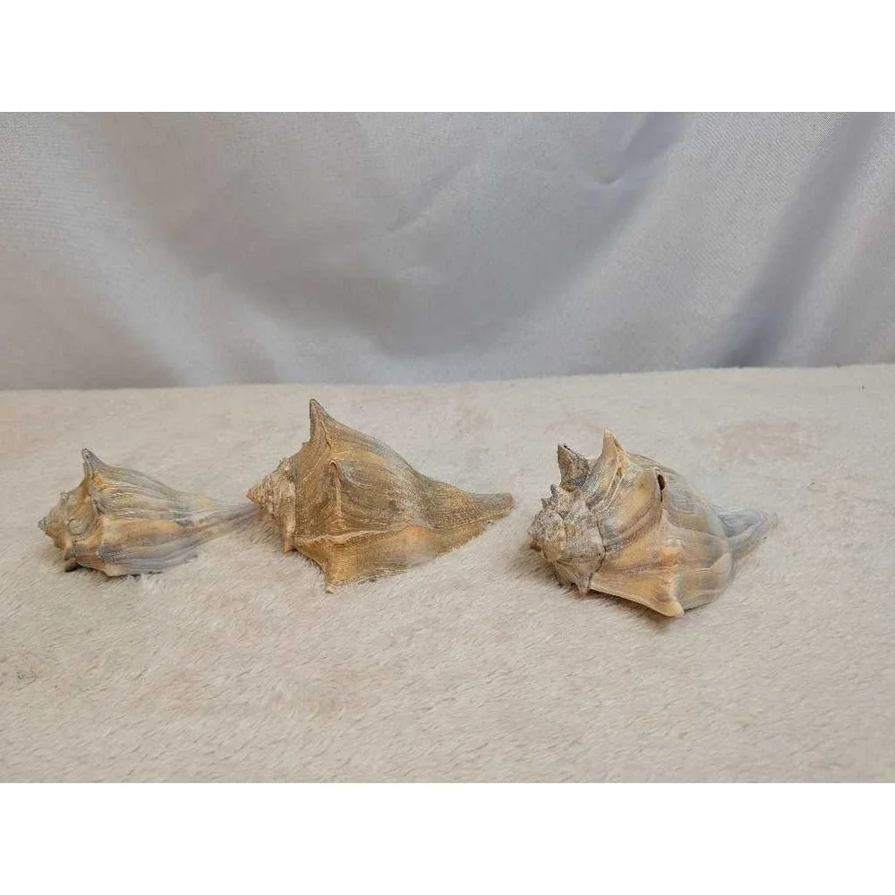 Lot of 3 Spiky Conch Sea Shells Natural Beach Nautical Decor Collection